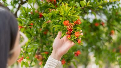 El Devocional: Un Árbol De Frutos Buenos