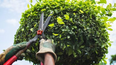 El Devocional: Corte Parcial O Corte Total
